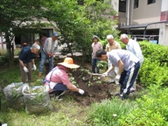 さつまいもの苗を植え付けましたの画像